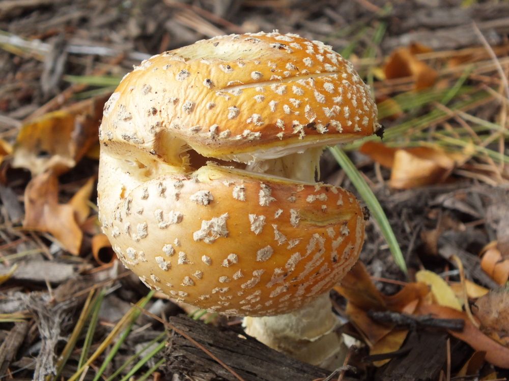 Closeup of a mushroom at the Lincoln Woods State Park