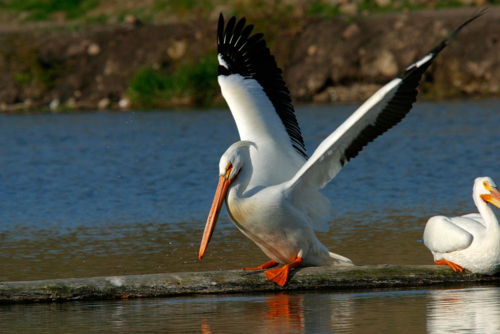 White Pelicans at Link River Trail