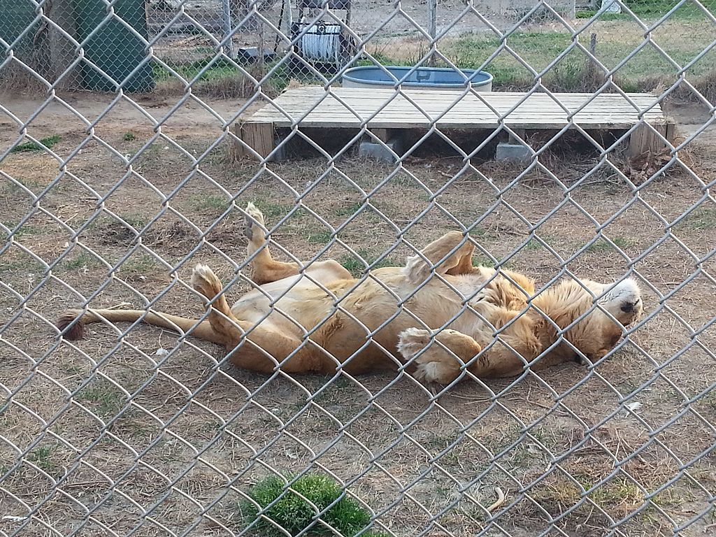Lion in Conservators Center, Burlington, North Carolina