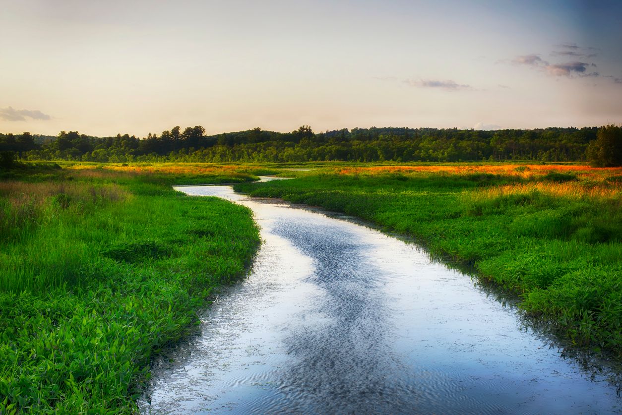 Wetlands at Litchfield, Connecticut