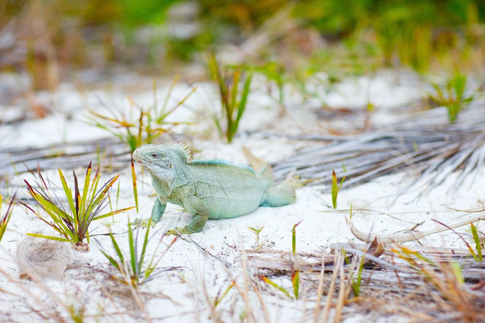 Iguana at Little Water Cay