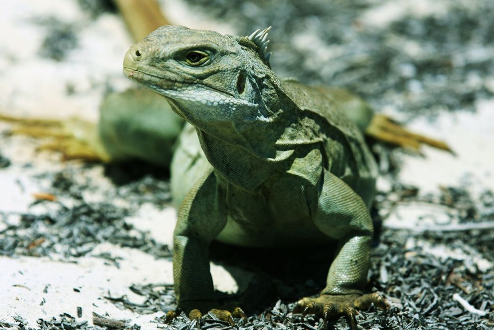 Close up of an Iguana at Little Water Cay