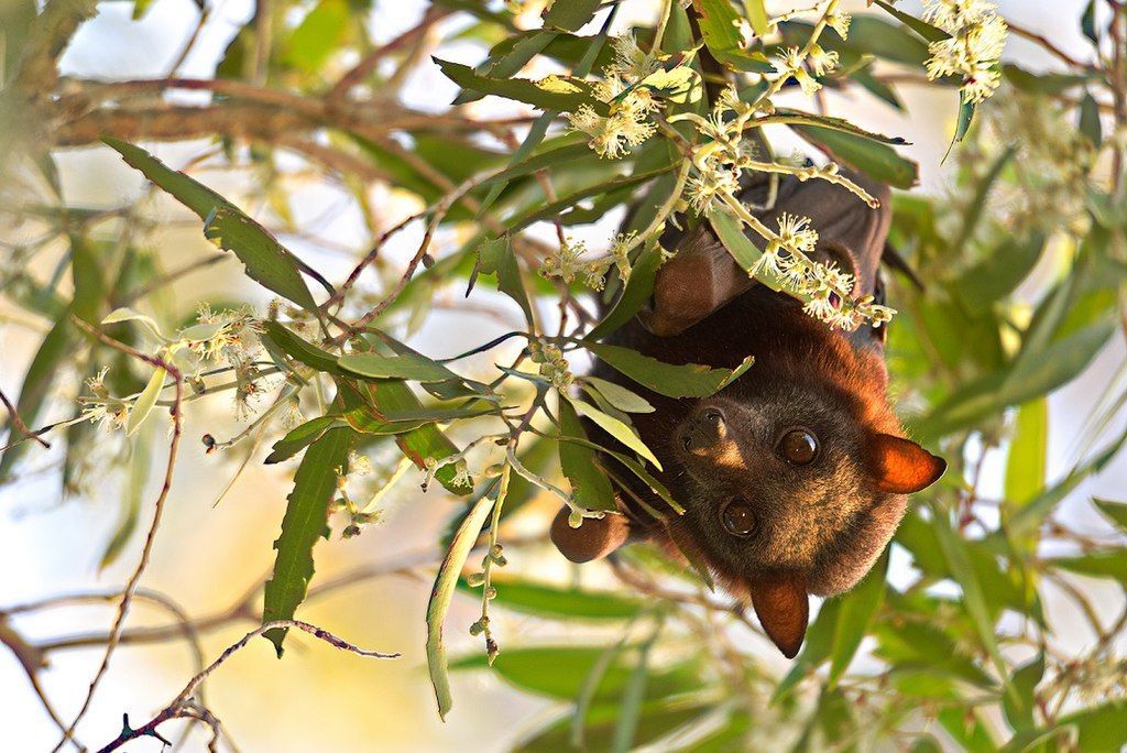 Little Red FLying Fox at Baldwin Swamp Environment Park