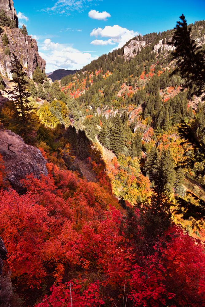 Vibrant autumn trees at Logan Canyon