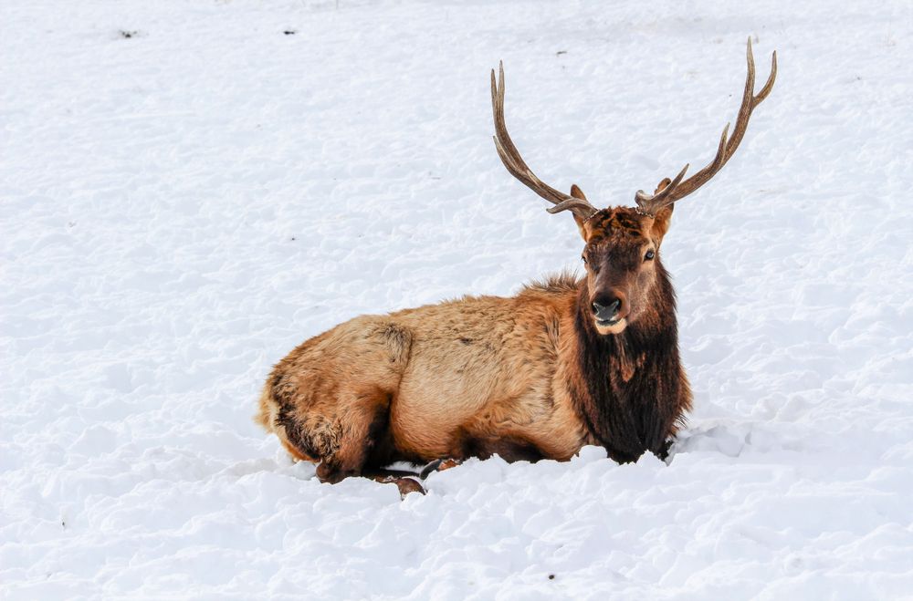 An elk sitting on snow at Hardware Wildlife Management Area