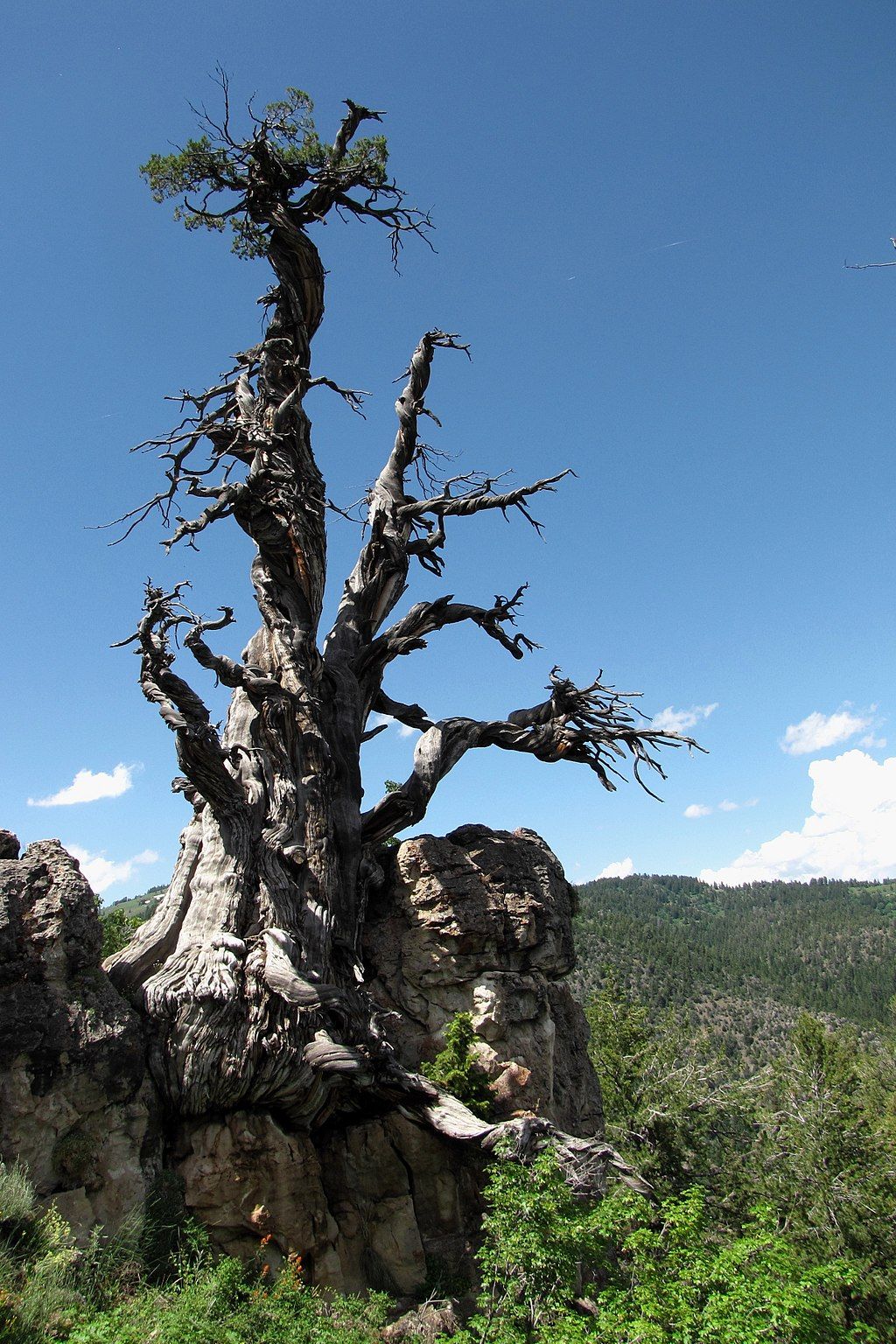 Daytime view of the oldest tree in Utah