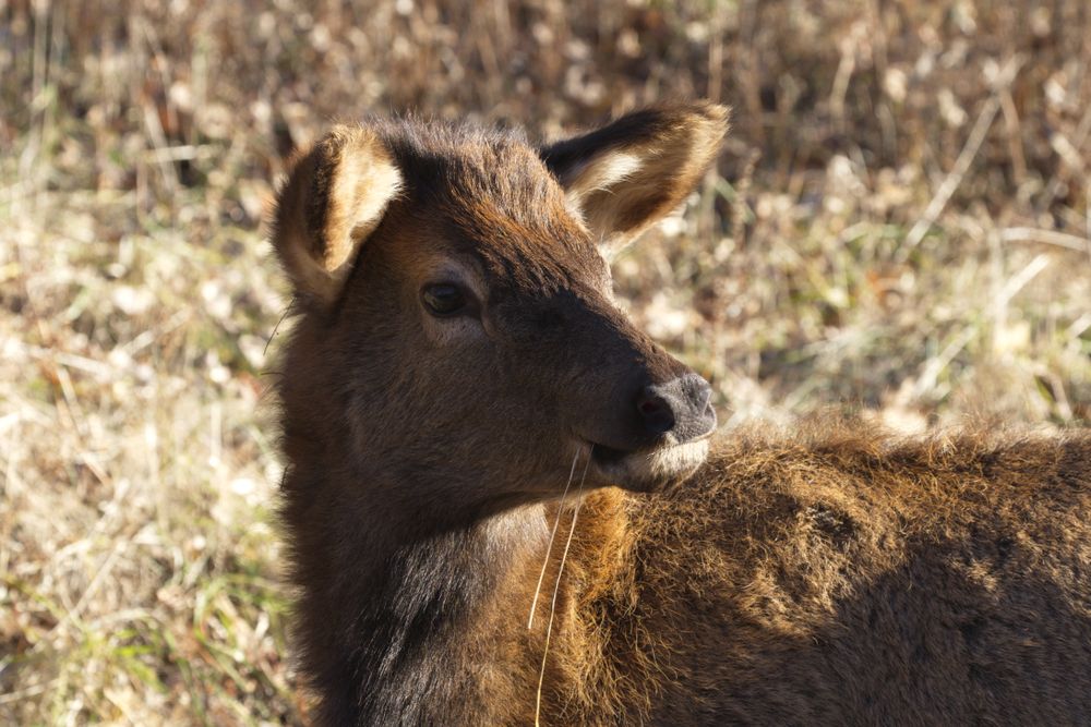 A baby elk eating grass at the Lone Elk Park