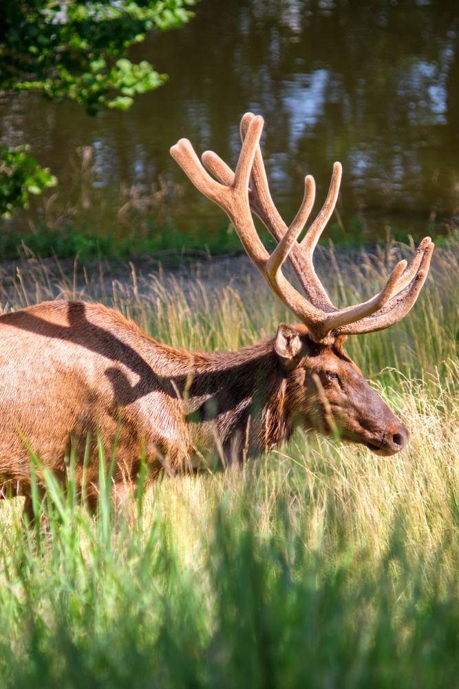 An elk at the Lone Elk Park