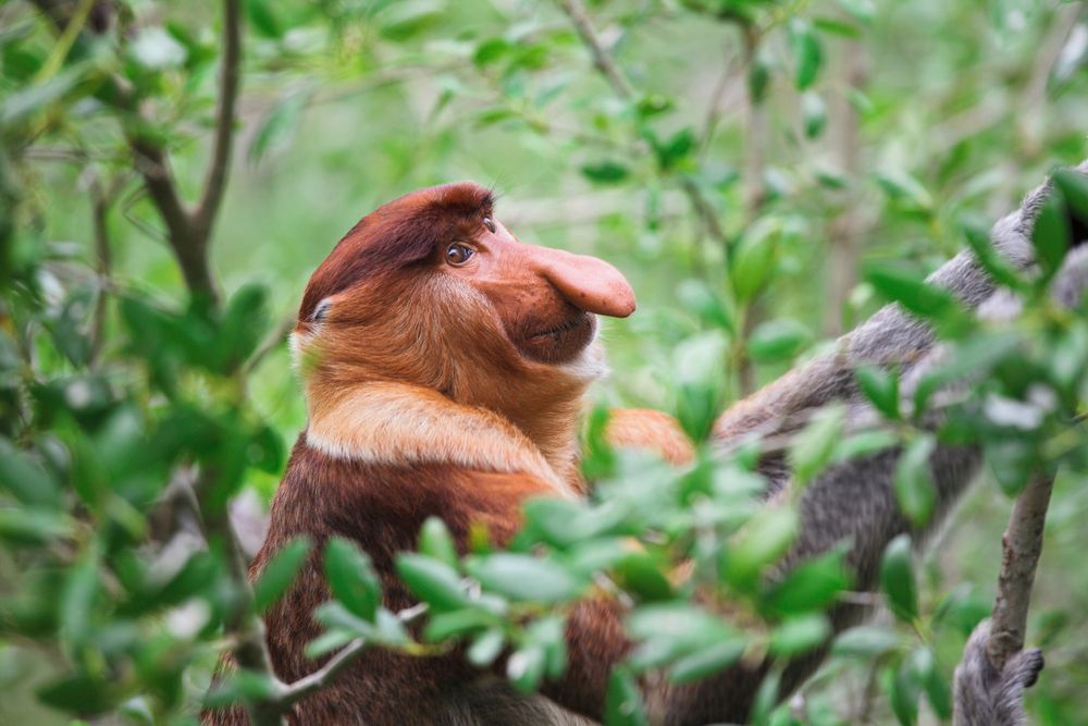 Long nosed monkey at Bako National Park