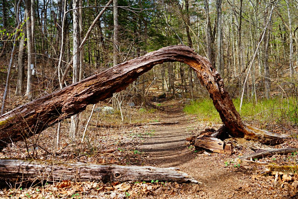 Trail along the Long Pond Ironworks State Park