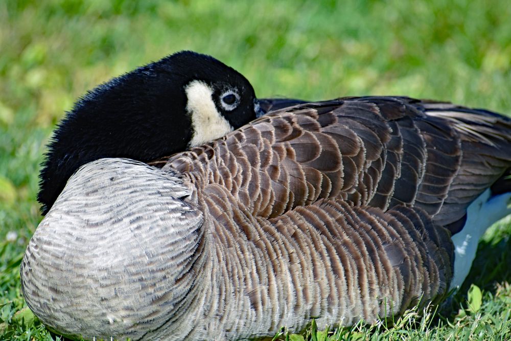 Canada Goose at Long’s Park