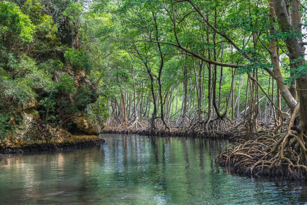 Mangrove forest in Los Haitises
