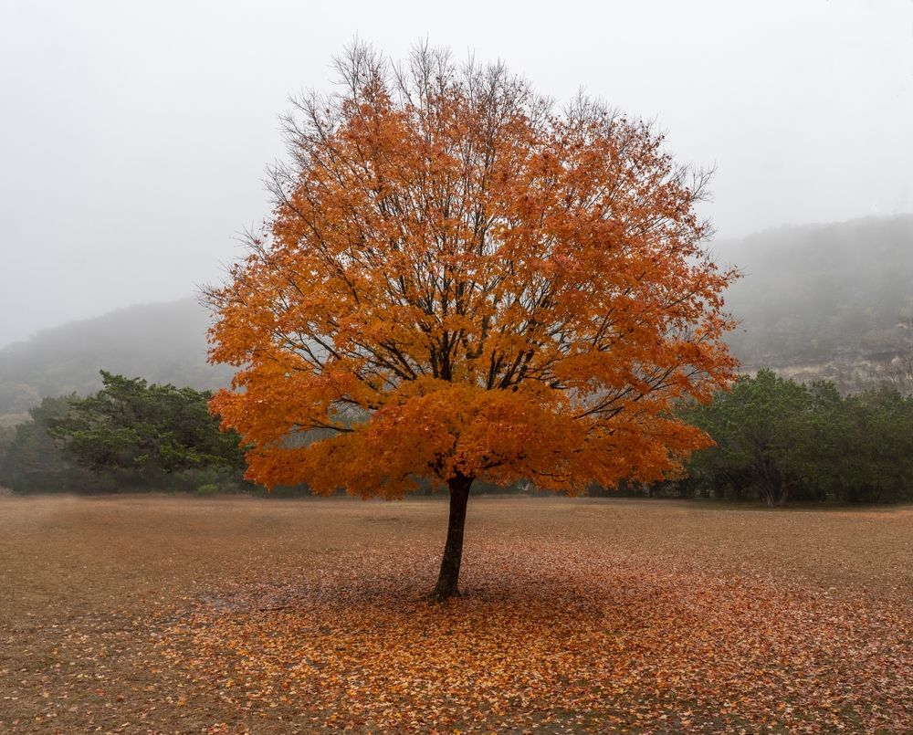 Bigtooth maple tree at Lost Maples State Natural Area, Texas