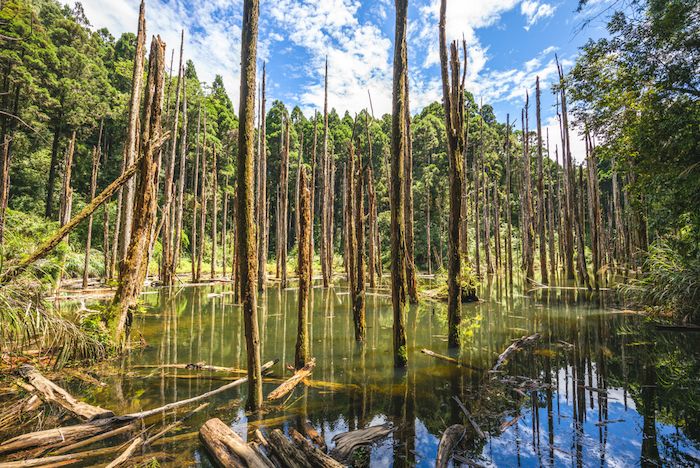 Lotus Forest