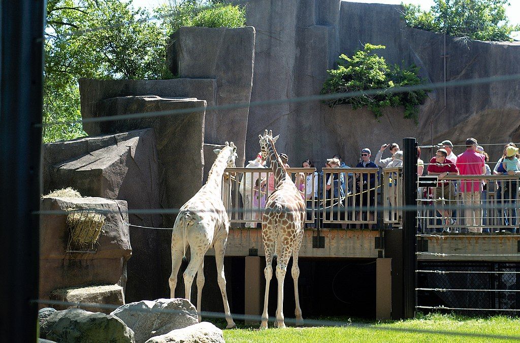 Visitor's of Milwaukee County Zoo feeding the giraffes
