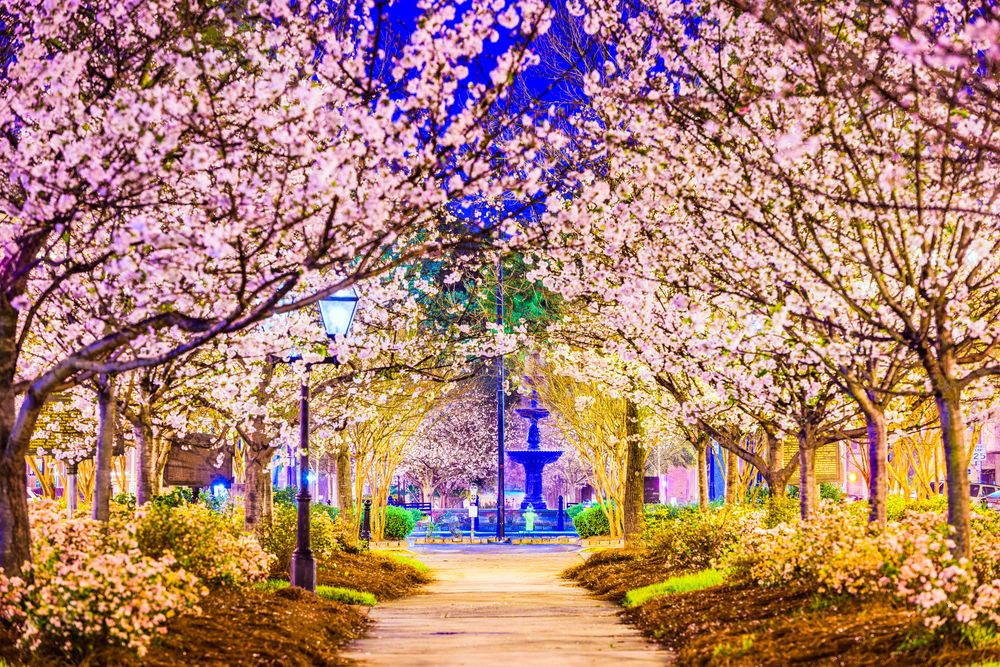 Beautiful cherry blossom trees during International Cherry Blossom Festival