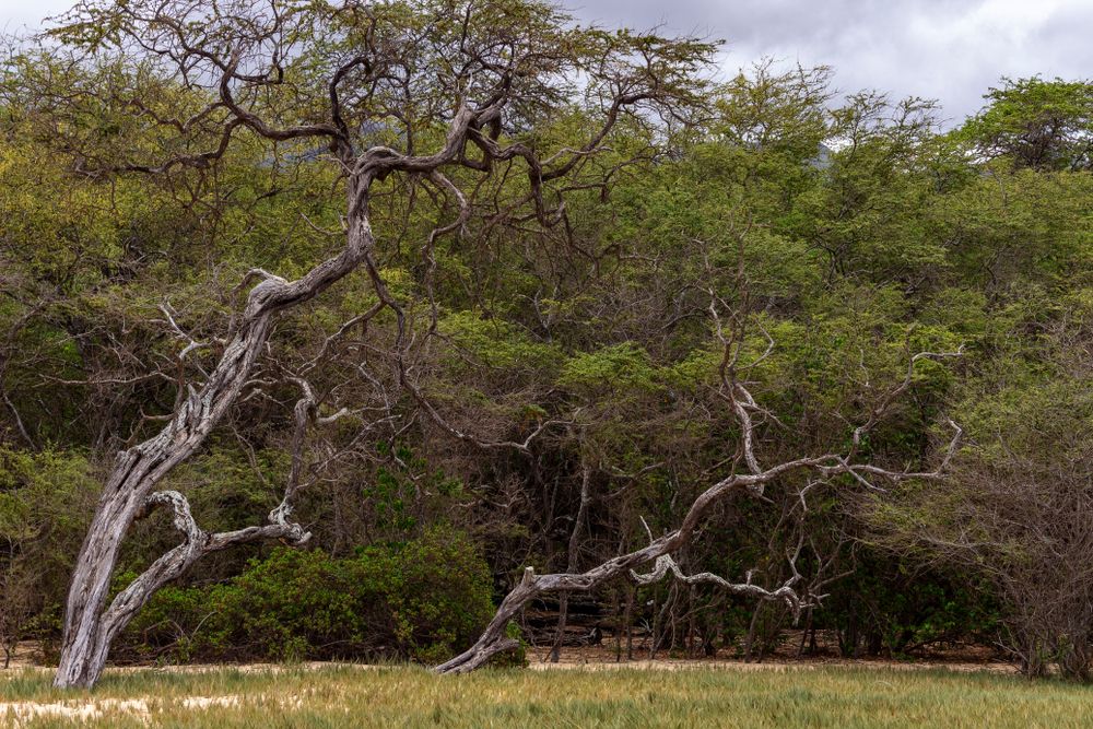Trees at Makena Beach State Park
