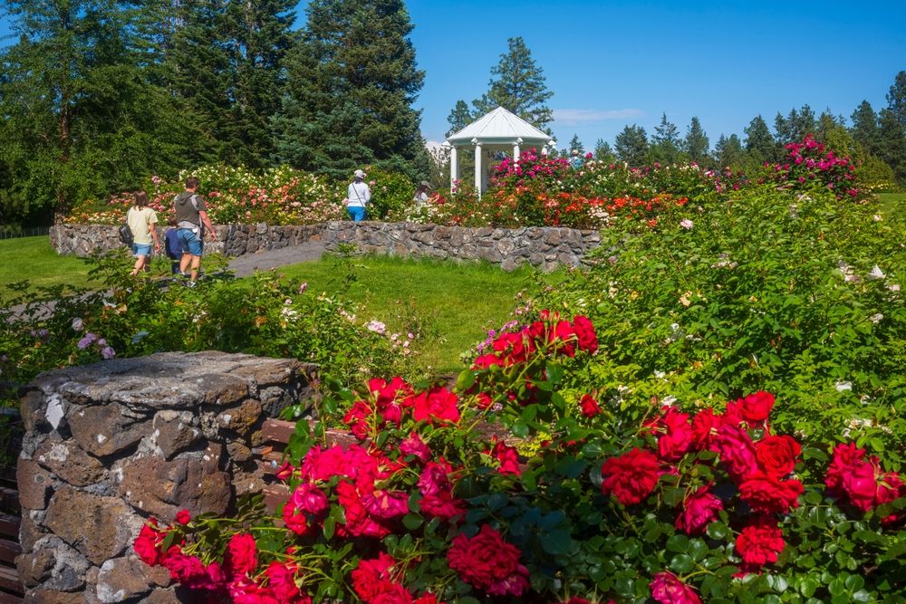 Rose garden at the Manito Park