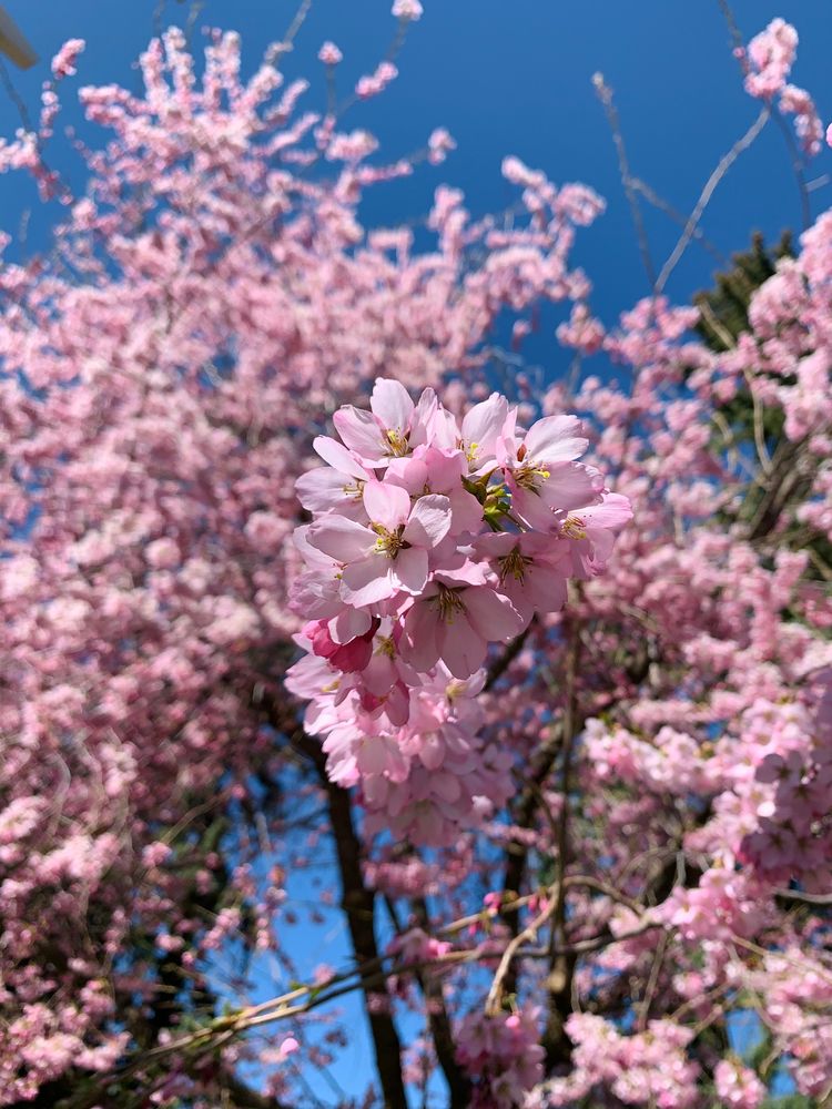 Cherry Blossom at the Manito Park