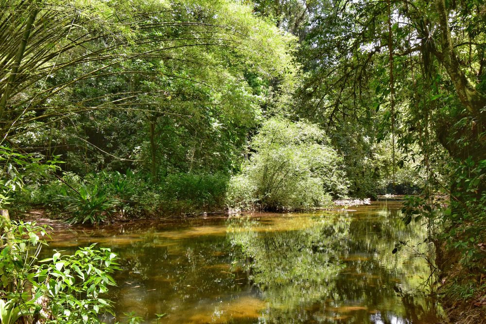 Marianne River in Blanchisseuse