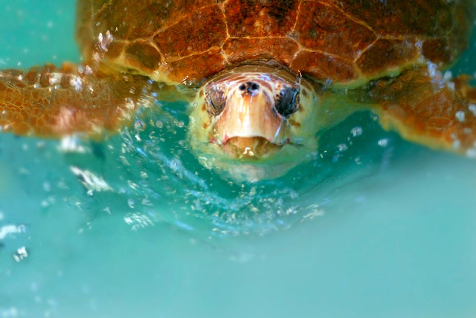 Turtle at the Marine Science Center