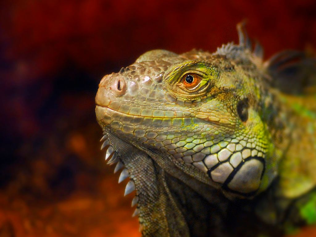 Iguana at the Marine Science Center