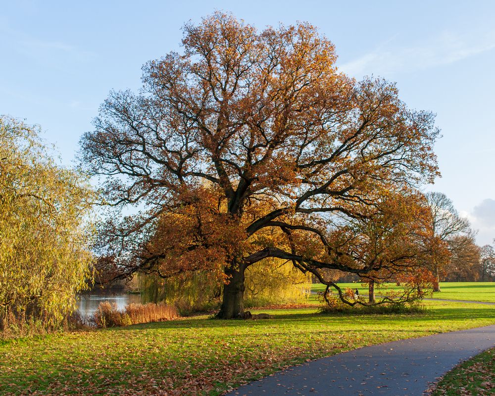 Scenic view of autumn trees at Markeaton Park