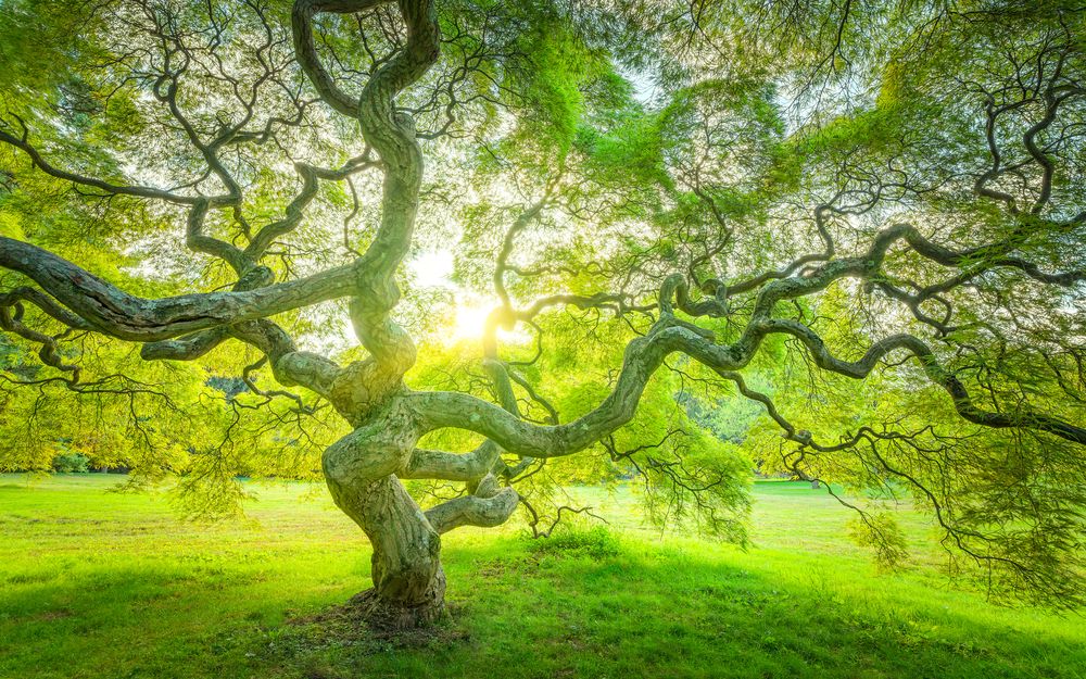 Scenic view of an old tree at Marquand Park