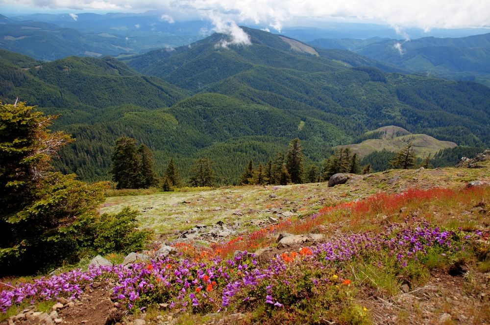 View of Mary’s Peak