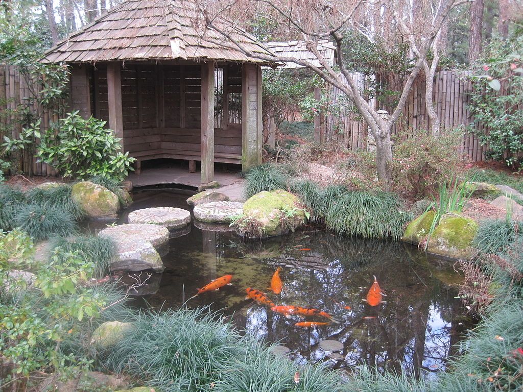 A pond filled with fishes at Massee Lane Gardens