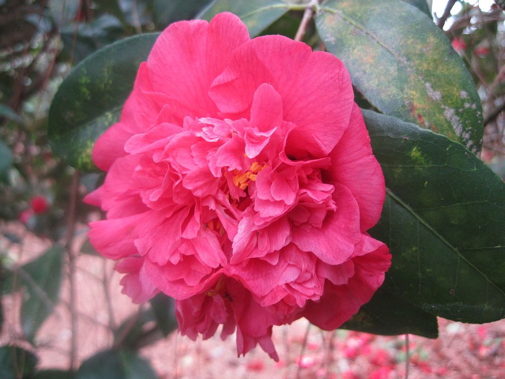Beautiful pink flower at Massee Lane Gardens