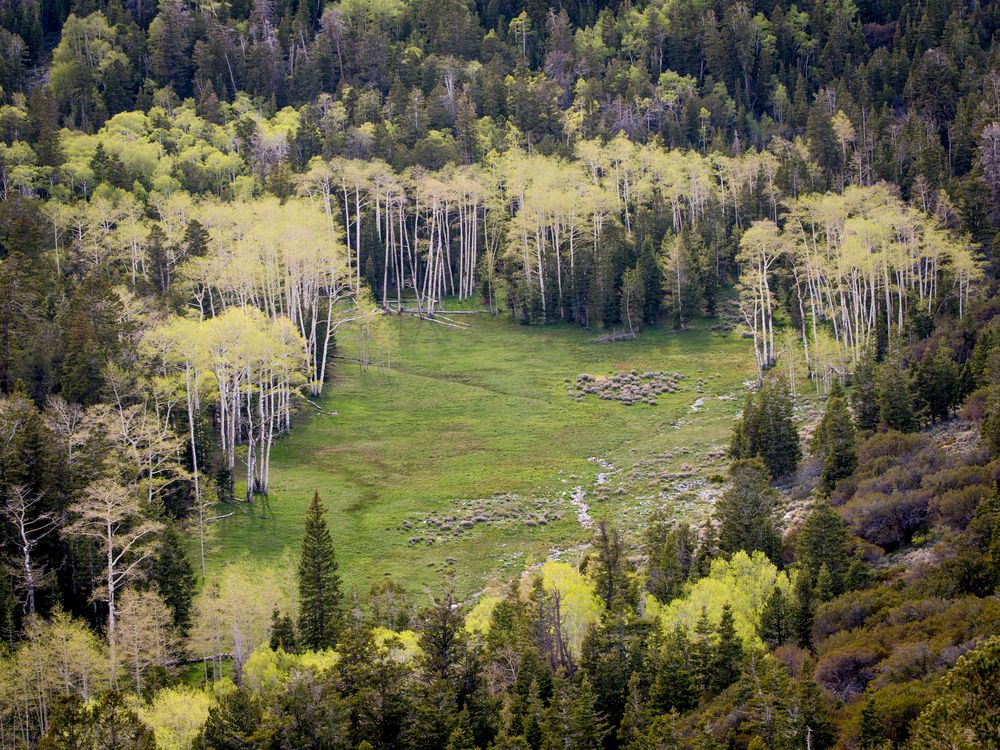 View from the Mather Overlook