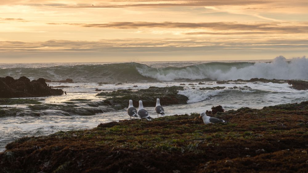 Sea gulls admiring the beauty of the Mavericks Beach
