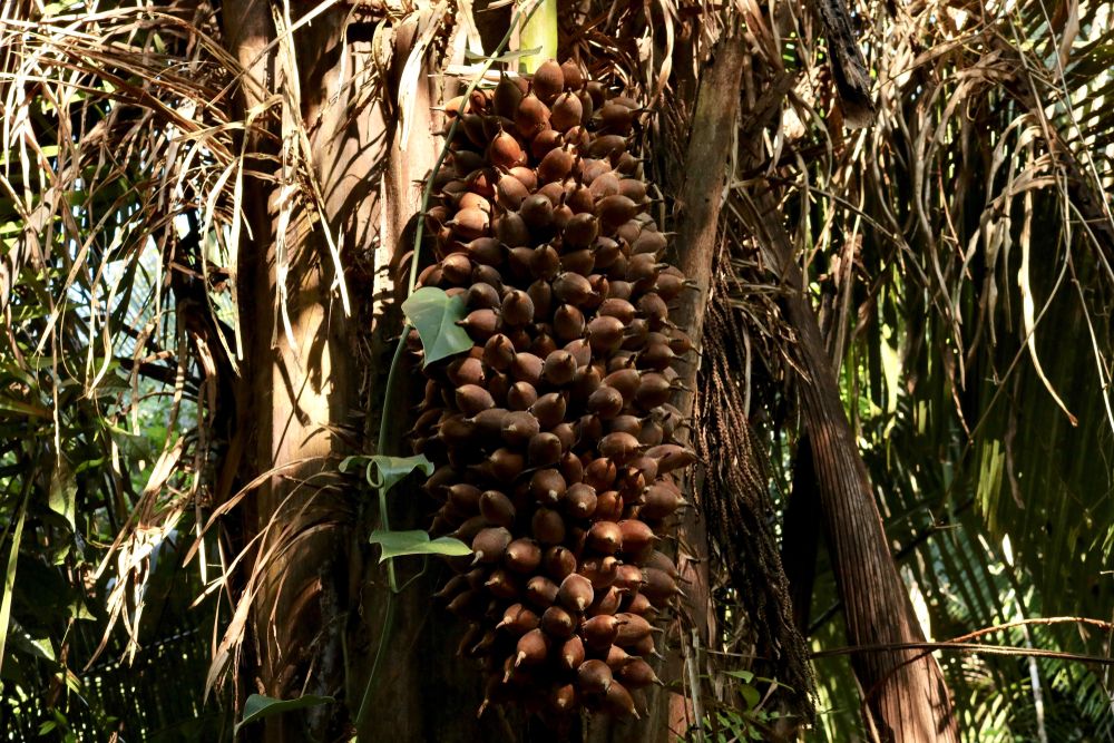 Cohune nuts in Mayflower Bocawina National Park