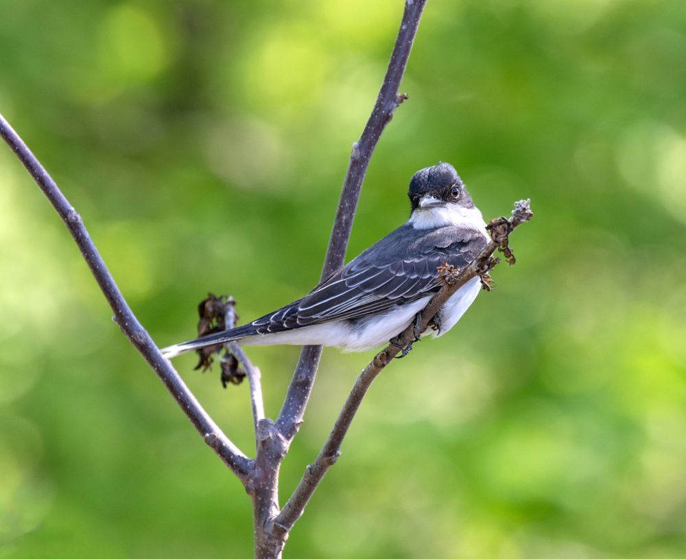 Bird at McFarland Park