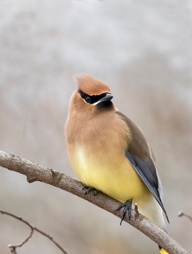 Bird at McFarland Park