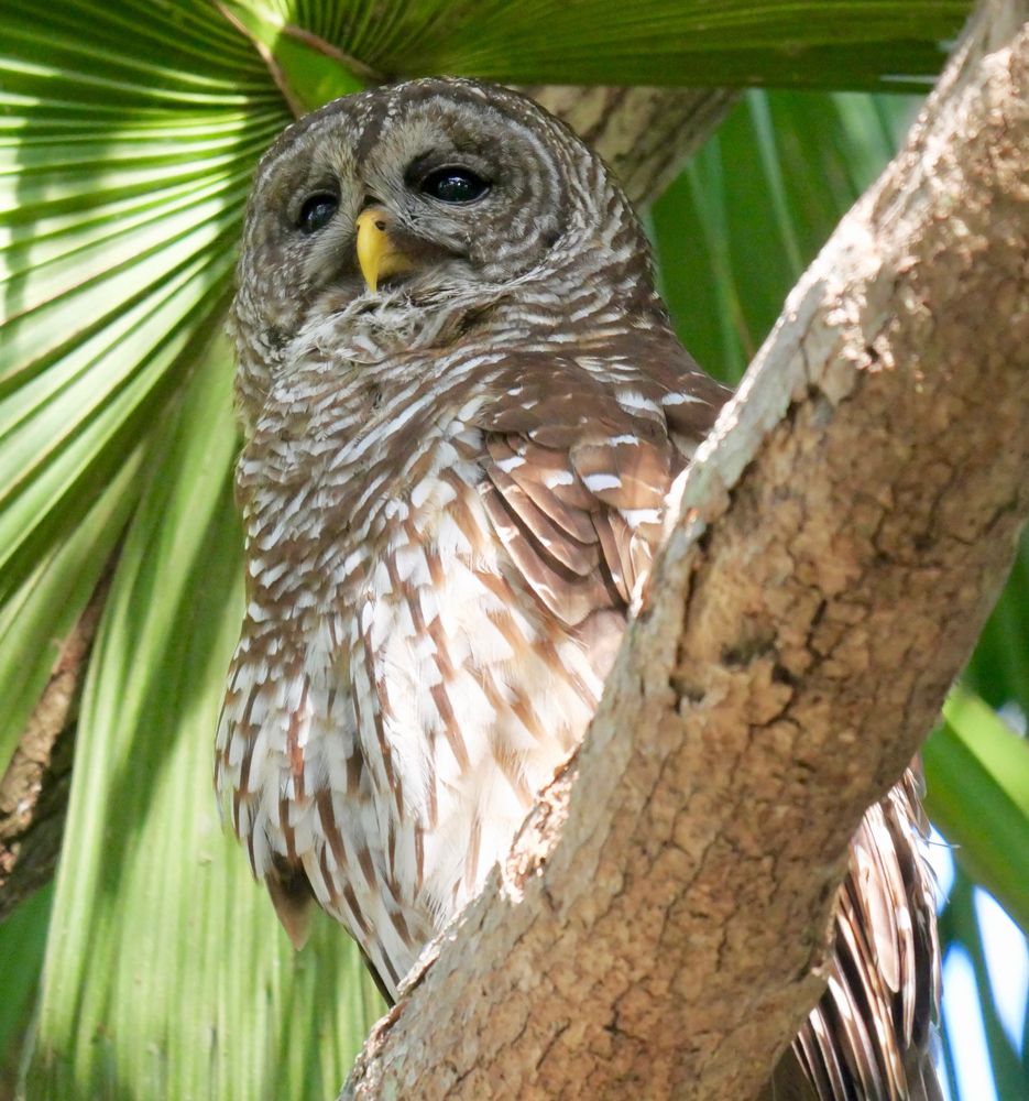Owl in Mead Botanical Gardens