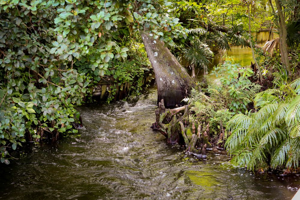 Stream in Mead Botanical Gardens