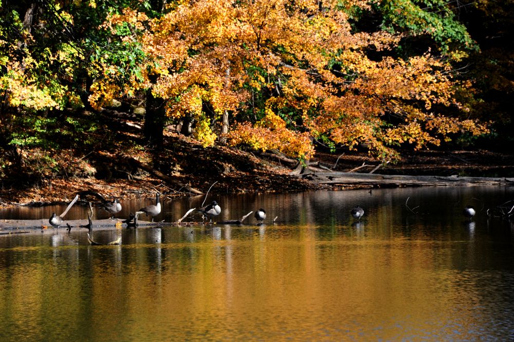 Birds resting on a log at Meeman-Shelby Forest State Park