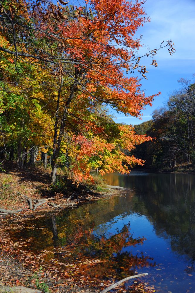 View of Meeman-Shelby Forest State Park during fall