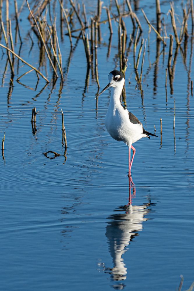 Bird at Merced National Wildlife Refuge
