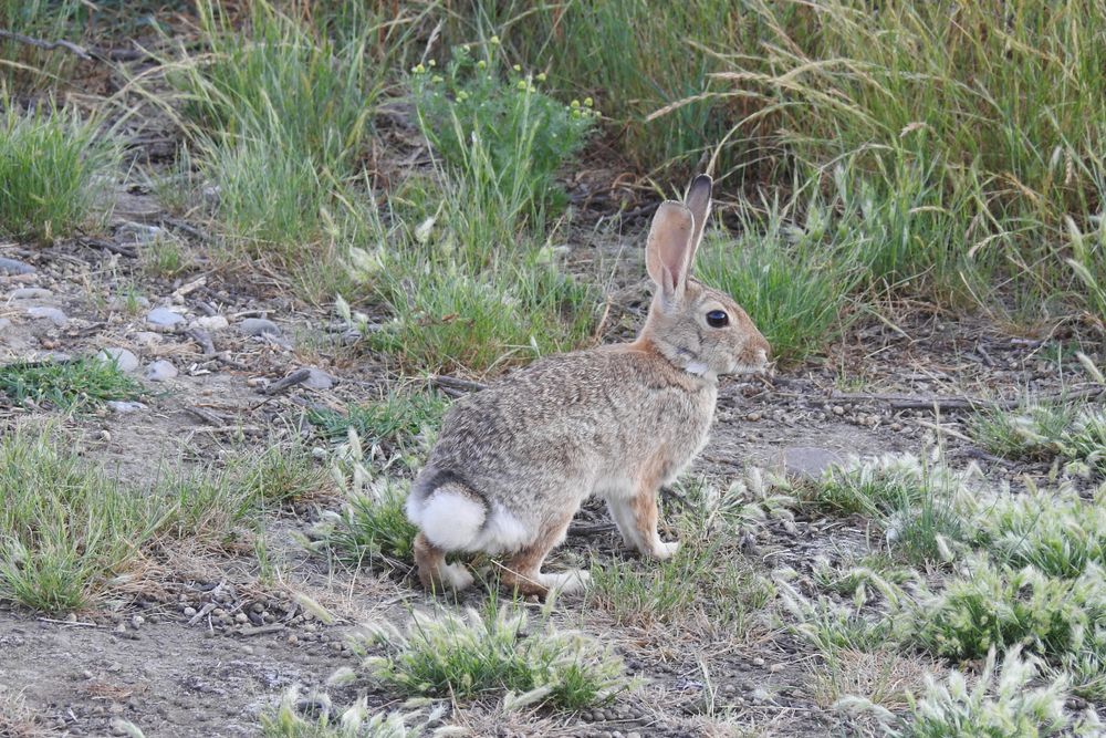 Rabbit at Merced National Wildlife Refuge