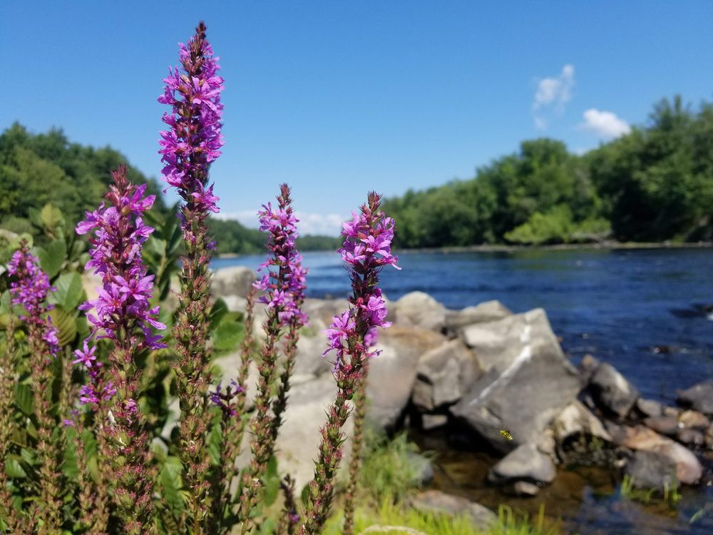 Wildflowers beside Merrimack River