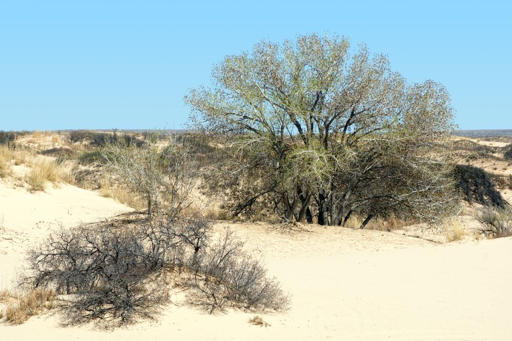 Sunny day at Mescalero Sands North Dune