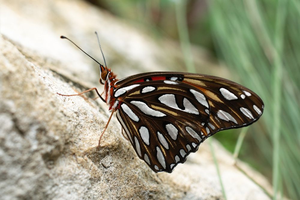 Beautiful butterfly at Miami Beach Botanical Garden