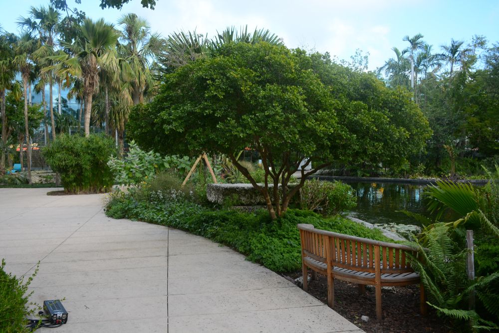Wooden bench overlooking a pond at Miami Beach Botanical Garden