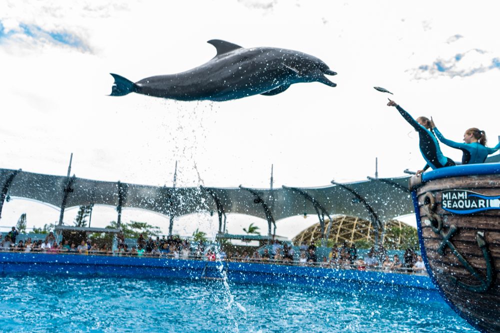 Dolphin at Miami Seaquarium