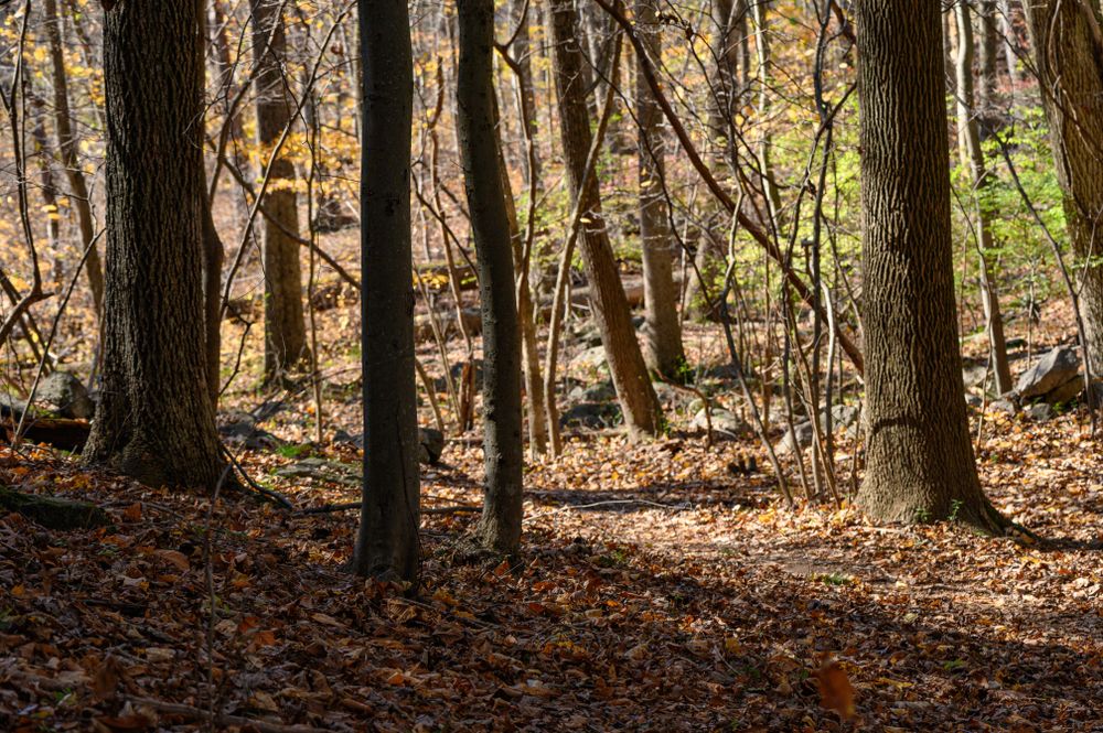 Mianus River Park