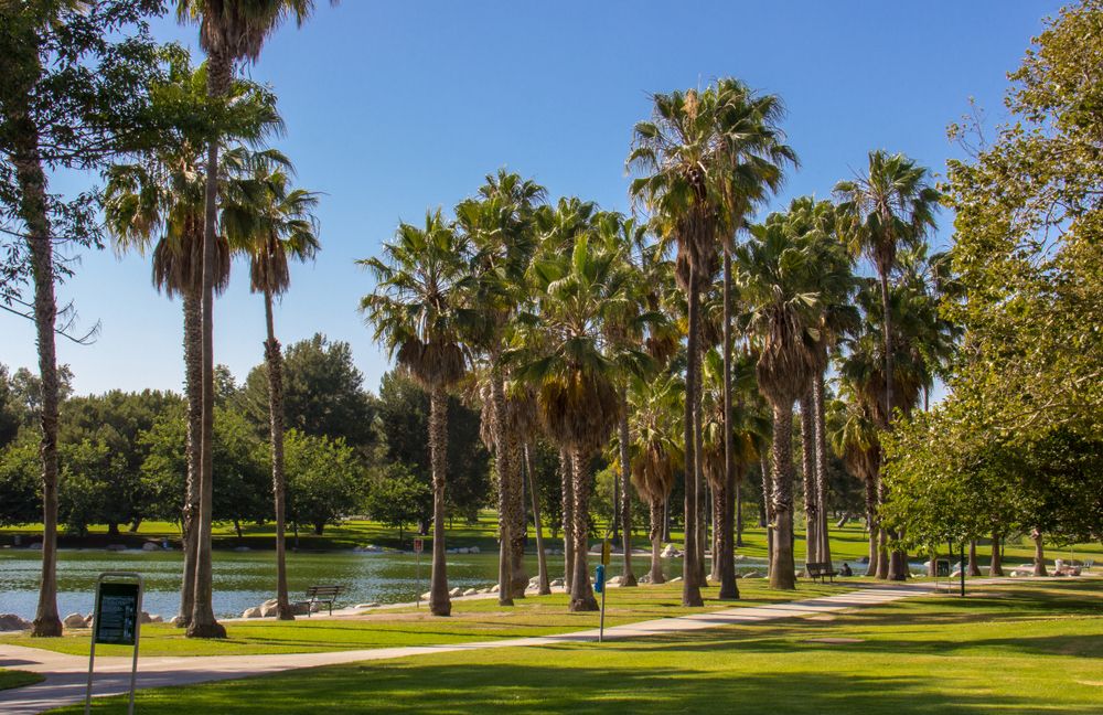 Palm trees lined up at Mile Square Regional Park