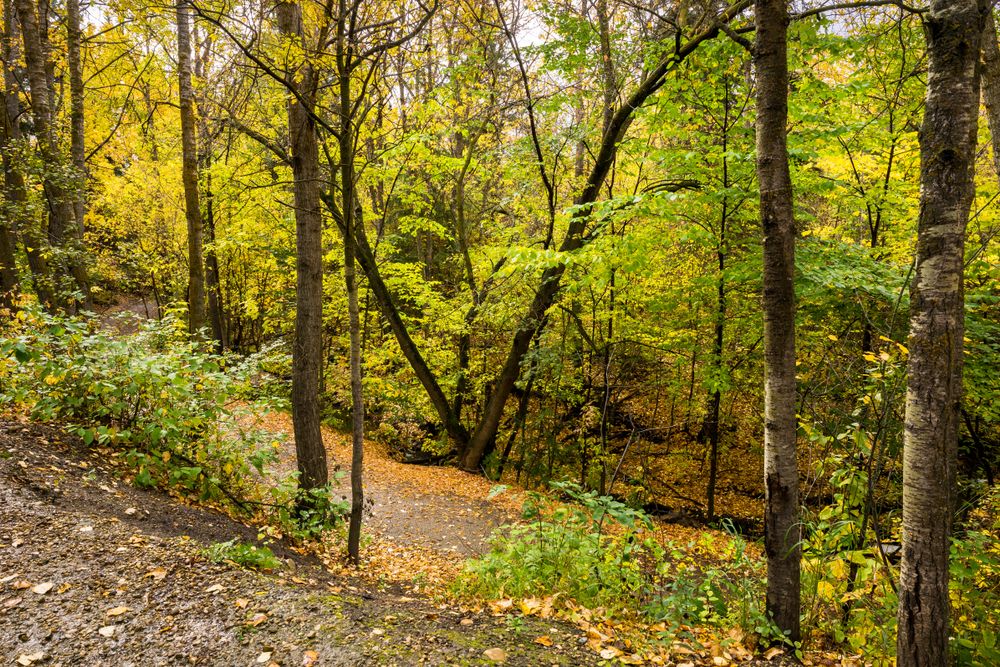 Mill Creek Ravine Park